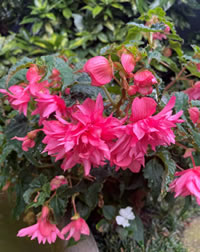 Tuberous Begonia Funky cascades Tuberous Begonia Funky cascades