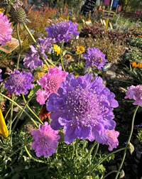 Butterfly Pinwheels Plant for Pollinators Butterfly Pinwheels Plant for Pollinators