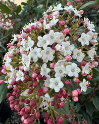 Lisa Rose Flowering Laurel Lisa Rose Flowering Laurel