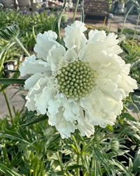 Look out for the taller growing Scabiosa Look out for the taller growing Scabiosa