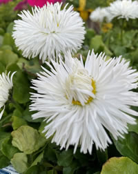 Indigenous rockstar Cape Honeysuckle Indigenous rockstar Cape Honeysuckle