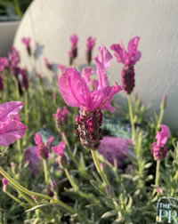 Princess Pink Crowned Lavender Princess Pink Crowned Lavender