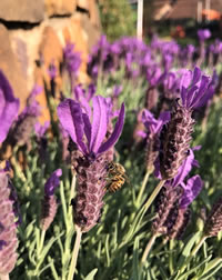 Crowned Lavender Stoechas Crowned Lavender Stoechas