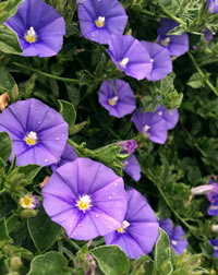 Cascading True Blue Convolvulus Cascading True Blue Convolvulus