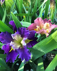 Thoroughly modern Water Irises Thoroughly modern Water Irises