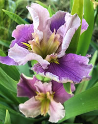 Louisiana Iris grows in water too Louisiana Iris grows in water too
