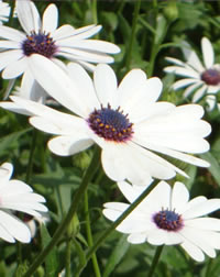 White African Daisies for the Full Sun
