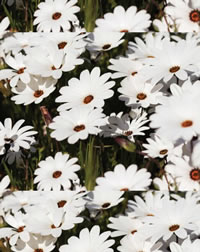Plant for Pollinators, African Daisies are Waterwise