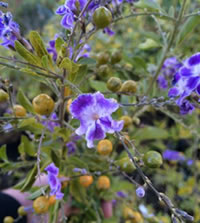 Duranta have berries that turn bright yellow