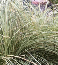 Plant grasses for seed eating birds
