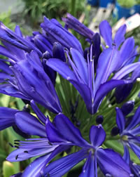 New varieties of special colours rule New varieties of special colours rule