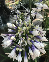 Agapanthus twister has two toned flowers Agapanthus twister has two toned flowers