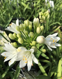 Repeat flowering varieties stand out Repeat flowering varieties stand out