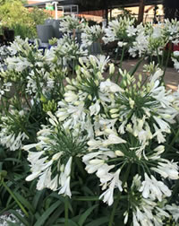 Plant them in a large group for a statement show Plant them in a large group for a statement show