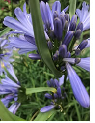 For the love of blue - Indigenous Agapanthus