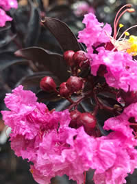 The flowers look like crepe paper 