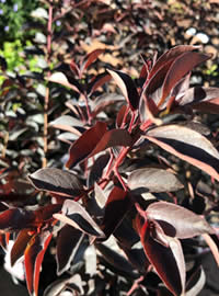 The black leaves add a touch of drama
