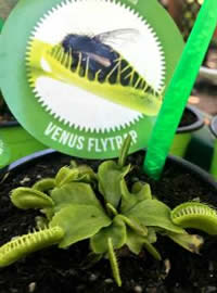 Venus Fly Traps on eat live flies