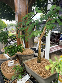 Indigenous trees also bonsai well