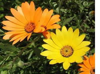 Namac or African Daisies – Easy bright colour!