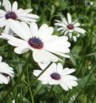 White African Daisies are make a show