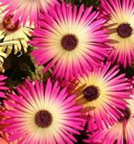 Look out for other indigenous daisies like Bokbaaivygies