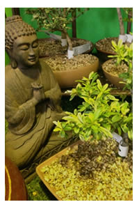 The word Bonsai means: in a container