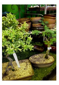There are many different varieties of Bonsai