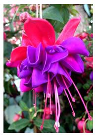Fuchsia flowers look like ballet dresses