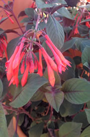 Fuchsia Fulgens grows in more sun