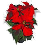 Grow the best Poinsettia