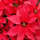 Grow the best Poinsettia