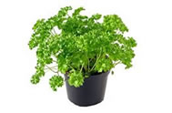 Parsley grows well in a small container
