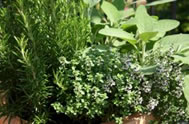 Herbs are good companion plants and can be planted close together