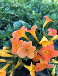 The citrus orange colour flowers on the Marmalade Bush