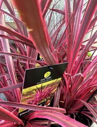 Cordyline Electric Pink has pink edges