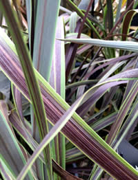 The Cordyline Electric Star has plum and green variegation