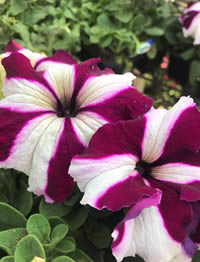 Star Petunias