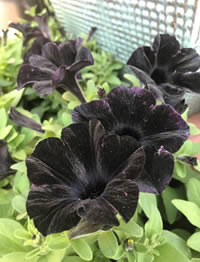 Petunia Black Panther
