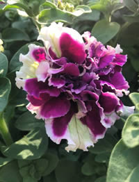 Double Petunias