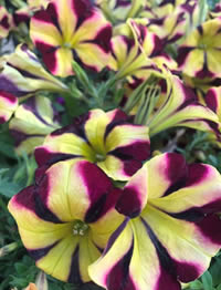 Petunia Queen of Hearts