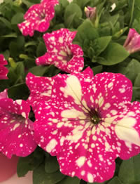 Coming soon - Petunia Baby Doll