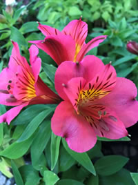 Known as Inca Lilies or Peruvian Lilies