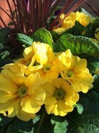 Primroses look like large buttons