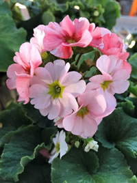 Giant Primula stand out in the garden