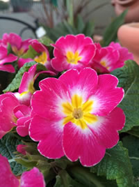 Primroses can be two tones too