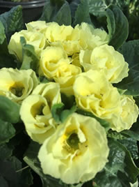 We love the double flowering Primroses