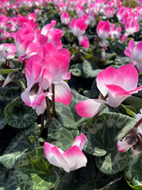 Cyclamen for outdoors in the shade