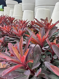 Miners Merlot Spurge