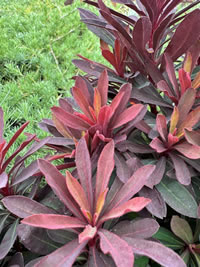 Bang on trend for 2026 burgundy tones foliage